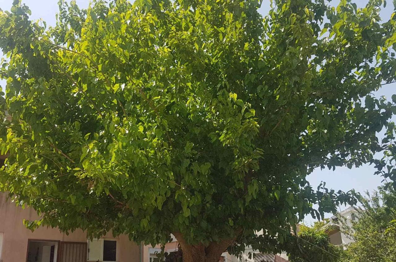 Apartment Sanja Premantura Εξωτερικό φωτογραφία